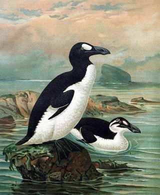 Deux grands pingouins, l'un debout et l'autre sur l'eau.