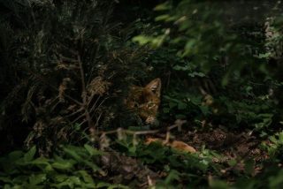 un félin tapis dans l'ombre d'une forêt