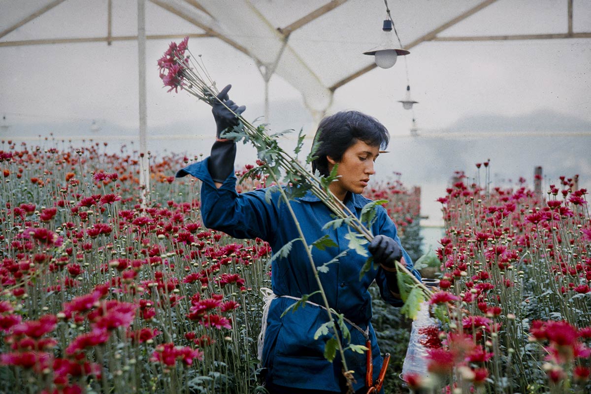 Amour, femmes et fleurs