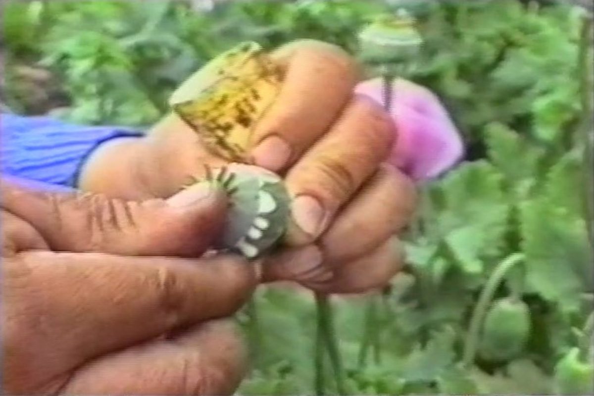 La Feuille sacrée / Le Pavot, fleur maudite