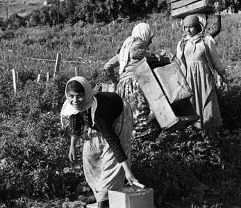 Des femmes travaillent dans un champ.