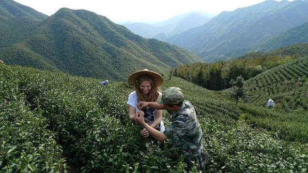 Au milieu d'une plantation de thé