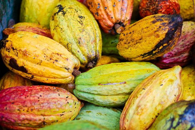 Photo montrant des fèves de cacao du Costa Rica