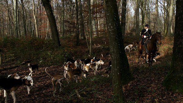 Un cavalier en tenue de chasse à courre avec la meute des chiens sur un chemin forestier.