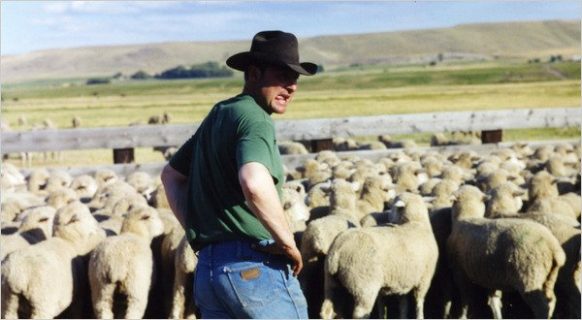 Un berger avec ses moutons dans les champs.