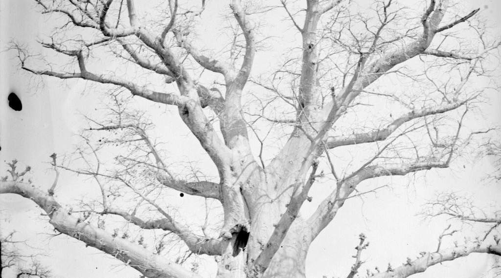 photo d'un arbre en hiver