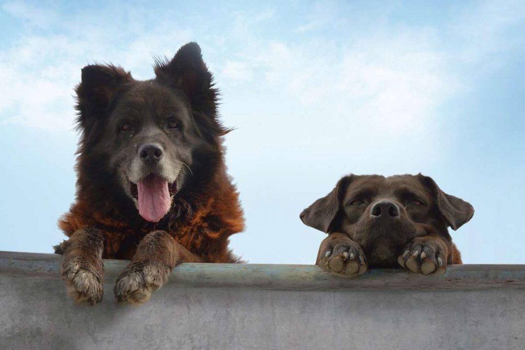 Photo de deux chiens sur un muré